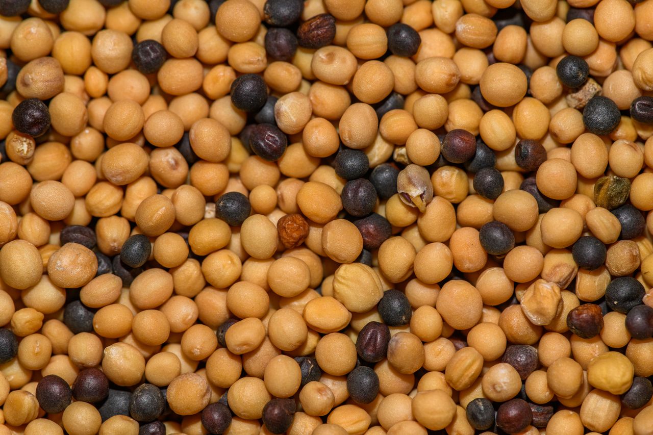 Brassica seed extracts